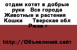 отдам котят в добрые руки - Все города Животные и растения » Кошки   . Тверская обл.,Ржев г.